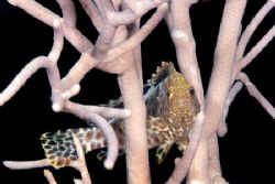 Small honeycomb cod in a coral tree. Canon 20D & 60mm mac... by Kristin Anderson 